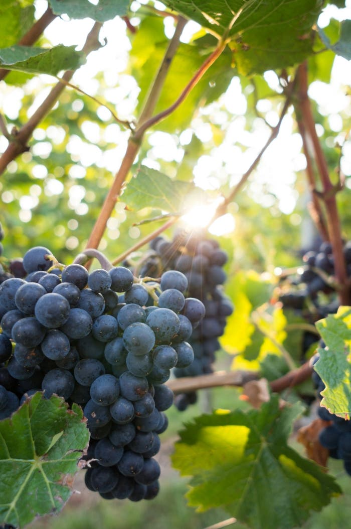 Sip Into the Future: What the Australian Wine Vintage 2025 Has in Store for You 