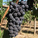 Pinot Noir