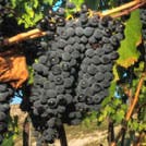 Sangiovese