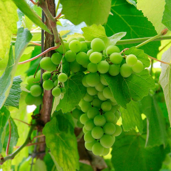 Albariño – what’s in a name?