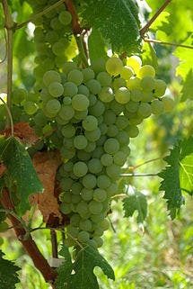 Hot climates hot cultivar: An introduction to Vermentino