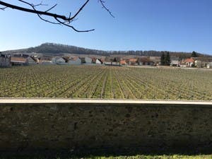 le-mesnil-clos-du-mesnil-vineyard-300