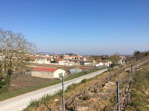 le-mesnil-vineyard-1-300