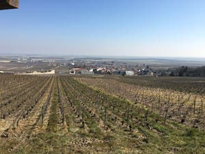 le-mesnil-vineyard-3-300