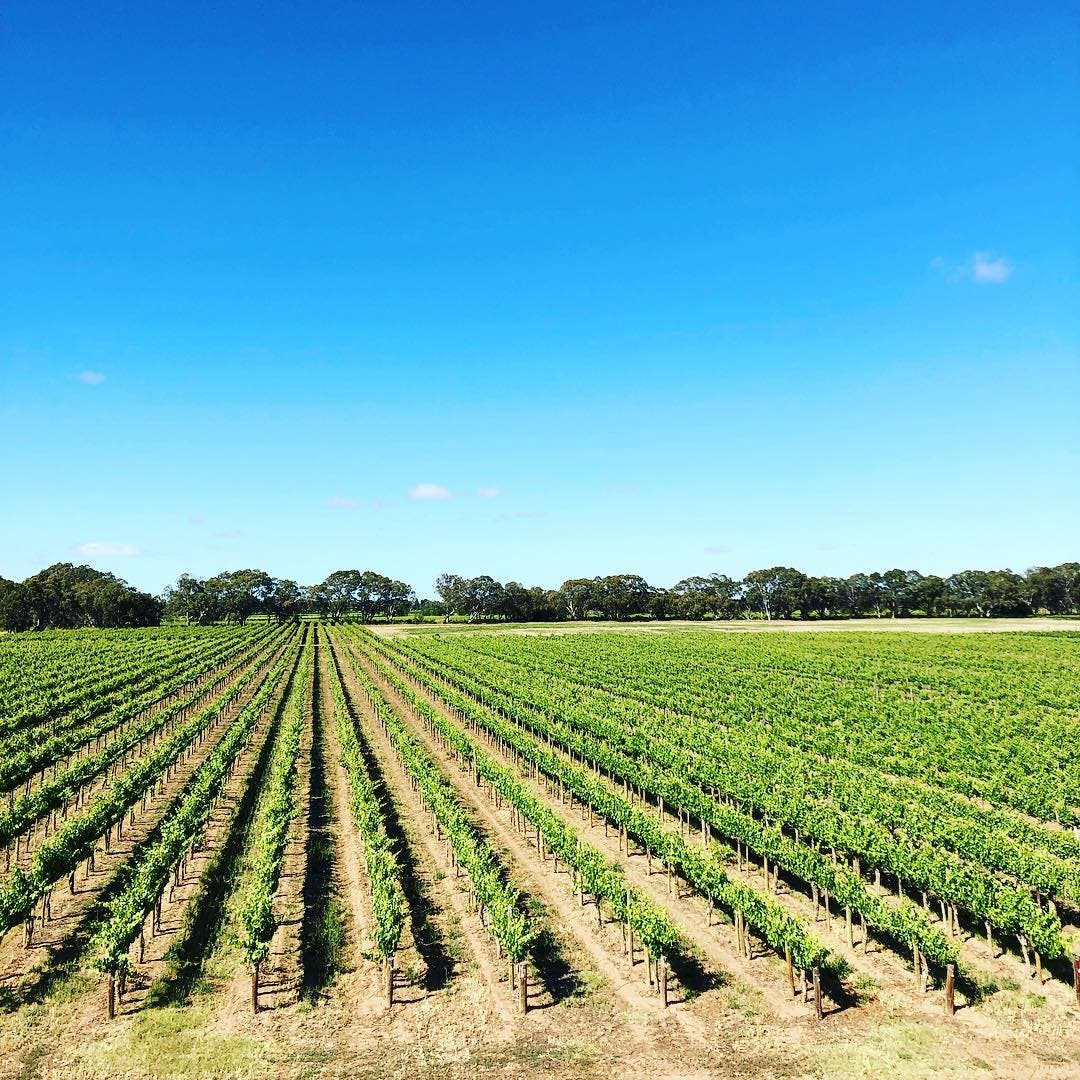 Bleasdale Vineyards