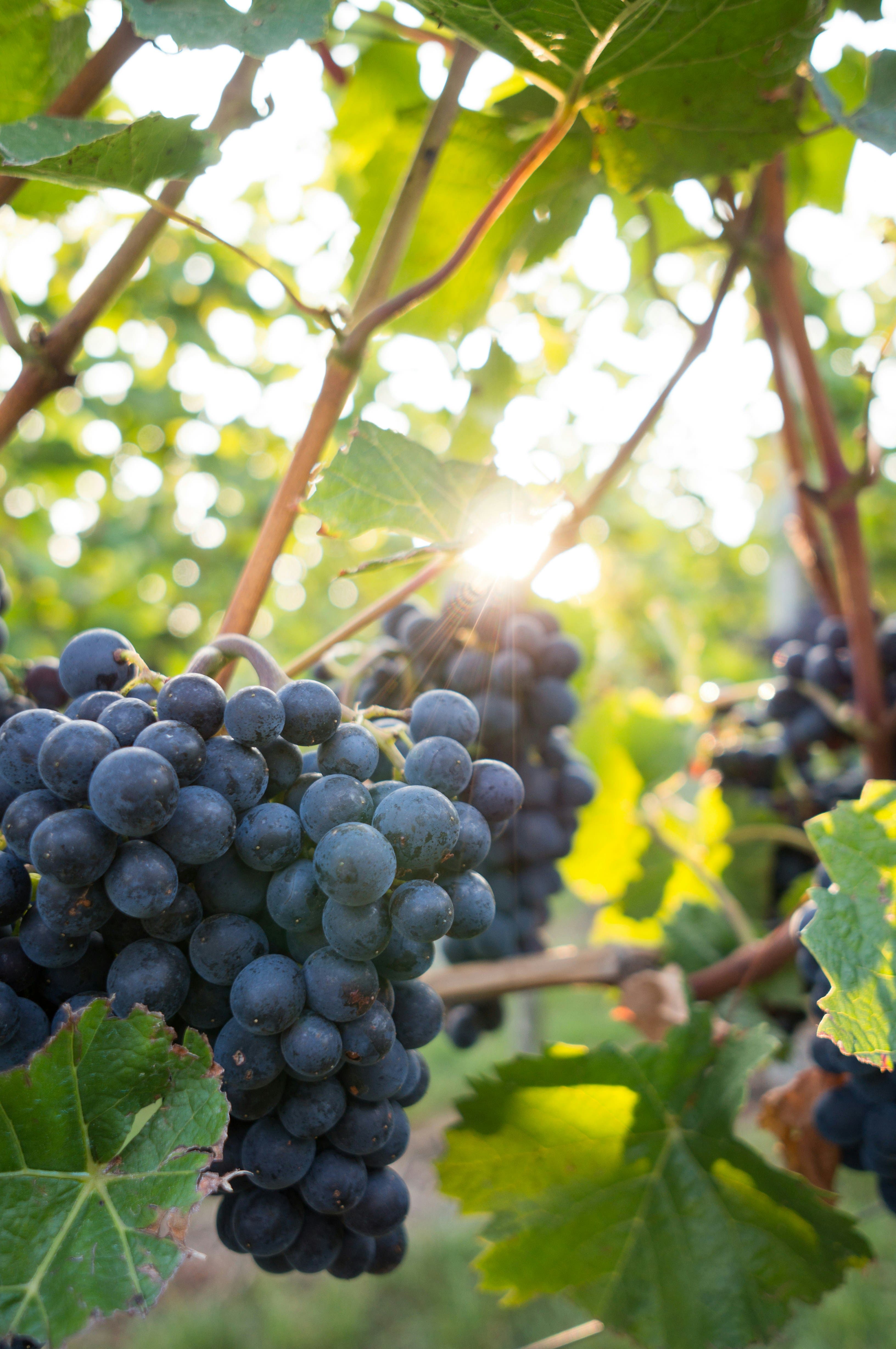 Sip Into the Future: What the Australian Wine Vintage 2025 Has in Store for You 